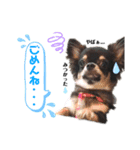 わんきち君スタンプ（個別スタンプ：4）