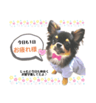 わんきち君スタンプ（個別スタンプ：5）