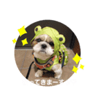 マサみつの日々（シーズー）（個別スタンプ：2）