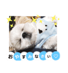 マサみつの日々（シーズー）（個別スタンプ：3）