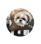 マサみつの日々（シーズー）（個別スタンプ：8）