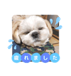 マサみつの日々（シーズー）（個別スタンプ：10）