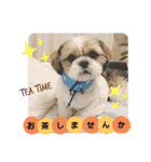 マサみつの日々（シーズー）（個別スタンプ：11）