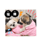 マサみつの日々（シーズー）（個別スタンプ：13）