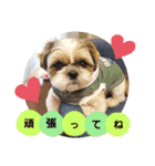 マサみつの日々（シーズー）（個別スタンプ：14）