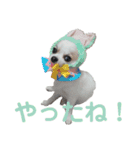 チワワのコレット（個別スタンプ：8）