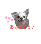 チワワのコレット（個別スタンプ：10）