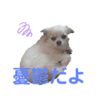 チワワのコレット（個別スタンプ：12）