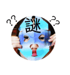 りすけのりす（個別スタンプ：37）