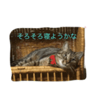 くぅの気持ち#（個別スタンプ：7）