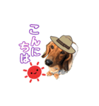 ココのスタンプ第1弾（個別スタンプ：5）