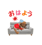 ココのスタンプ第1弾（個別スタンプ：7）