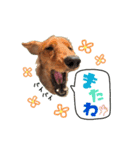 ココのスタンプ第1弾（個別スタンプ：10）