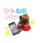 ココのスタンプ第1弾（個別スタンプ：13）
