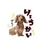 ココのスタンプ第1弾（個別スタンプ：14）