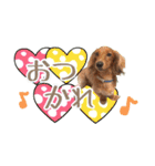 ココのスタンプ第1弾（個別スタンプ：16）