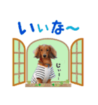 ココのスタンプ第1弾（個別スタンプ：17）