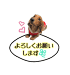 ココのスタンプ第1弾（個別スタンプ：23）