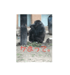 日常のゴリラ（個別スタンプ：4）