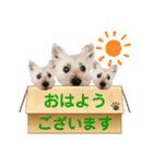 ケアンテリアのちぃたん❼（個別スタンプ：1）