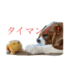 イッヌ ネッコ 好きのスタンプ（個別スタンプ：7）