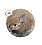うさぎnoきなこ（個別スタンプ：1）