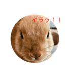 うさぎnoきなこ（個別スタンプ：4）