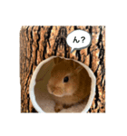 うさぎnoきなこ（個別スタンプ：5）