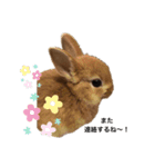 うさぎnoきなこ（個別スタンプ：7）