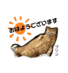 Dep 里親様スタンプ 猫ver④ 敬語版（個別スタンプ：1）