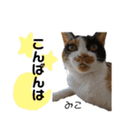 Dep 里親様スタンプ 猫ver④ 敬語版（個別スタンプ：3）