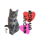 Dep 里親様スタンプ 猫ver④ 敬語版（個別スタンプ：4）