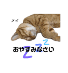 Dep 里親様スタンプ 猫ver④ 敬語版（個別スタンプ：6）