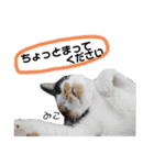 Dep 里親様スタンプ 猫ver④ 敬語版（個別スタンプ：8）