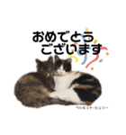 Dep 里親様スタンプ 猫ver④ 敬語版（個別スタンプ：10）