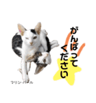 Dep 里親様スタンプ 猫ver④ 敬語版（個別スタンプ：11）