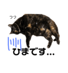 Dep 里親様スタンプ 猫ver④ 敬語版（個別スタンプ：12）