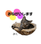 Dep 里親様スタンプ 猫ver④ 敬語版（個別スタンプ：15）