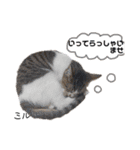 Dep 里親様スタンプ 猫ver④ 敬語版（個別スタンプ：17）