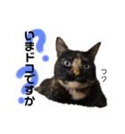 Dep 里親様スタンプ 猫ver④ 敬語版（個別スタンプ：20）