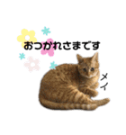 Dep 里親様スタンプ 猫ver④ 敬語版（個別スタンプ：21）