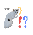 Dep 里親様スタンプ 猫ver④ 敬語版（個別スタンプ：23）