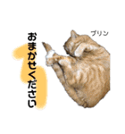 Dep 里親様スタンプ 猫ver④ 敬語版（個別スタンプ：24）