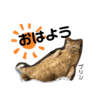 Dep 里親様スタンプ 猫ver ④（個別スタンプ：1）