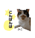 Dep 里親様スタンプ 猫ver ④（個別スタンプ：3）