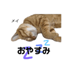 Dep 里親様スタンプ 猫ver ④（個別スタンプ：6）