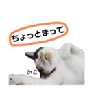 Dep 里親様スタンプ 猫ver ④（個別スタンプ：8）