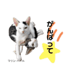 Dep 里親様スタンプ 猫ver ④（個別スタンプ：11）