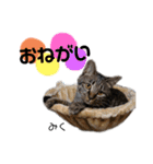 Dep 里親様スタンプ 猫ver ④（個別スタンプ：15）