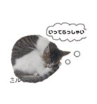 Dep 里親様スタンプ 猫ver ④（個別スタンプ：17）